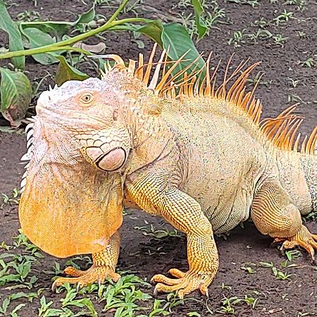 Cabinas Agamy Tortuguero Kültér fotó