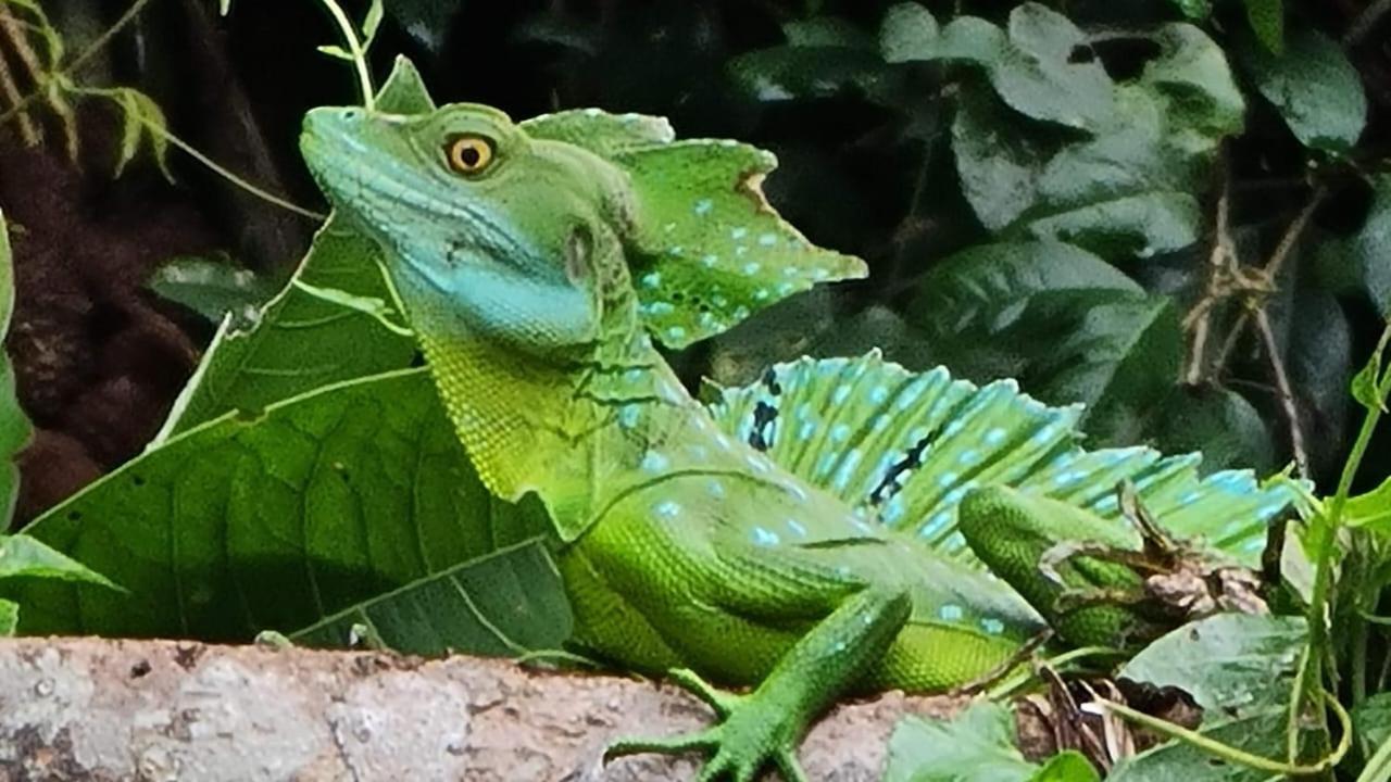 Cabinas Agamy Tortuguero Kültér fotó