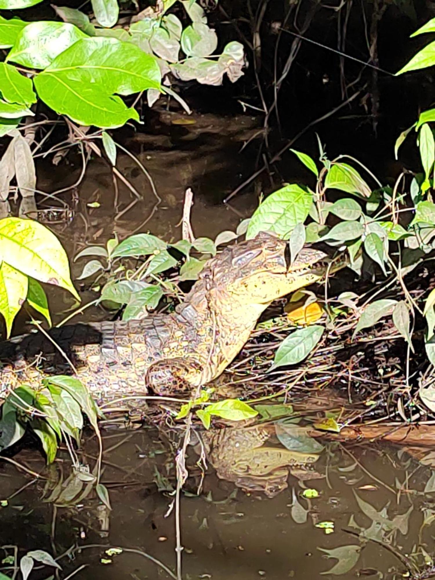 Cabinas Agamy Tortuguero Kültér fotó