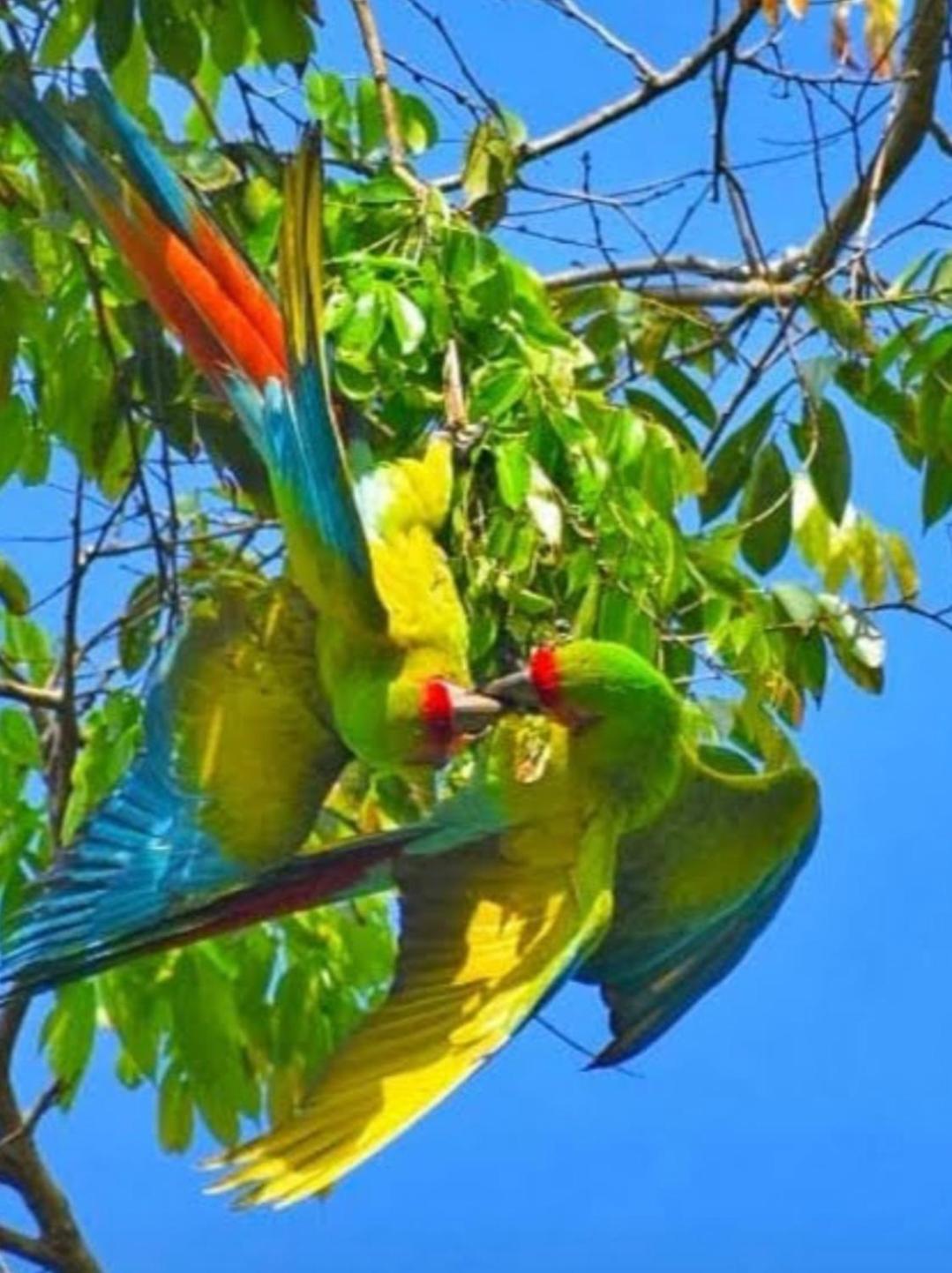 Cabinas Agamy Tortuguero Kültér fotó