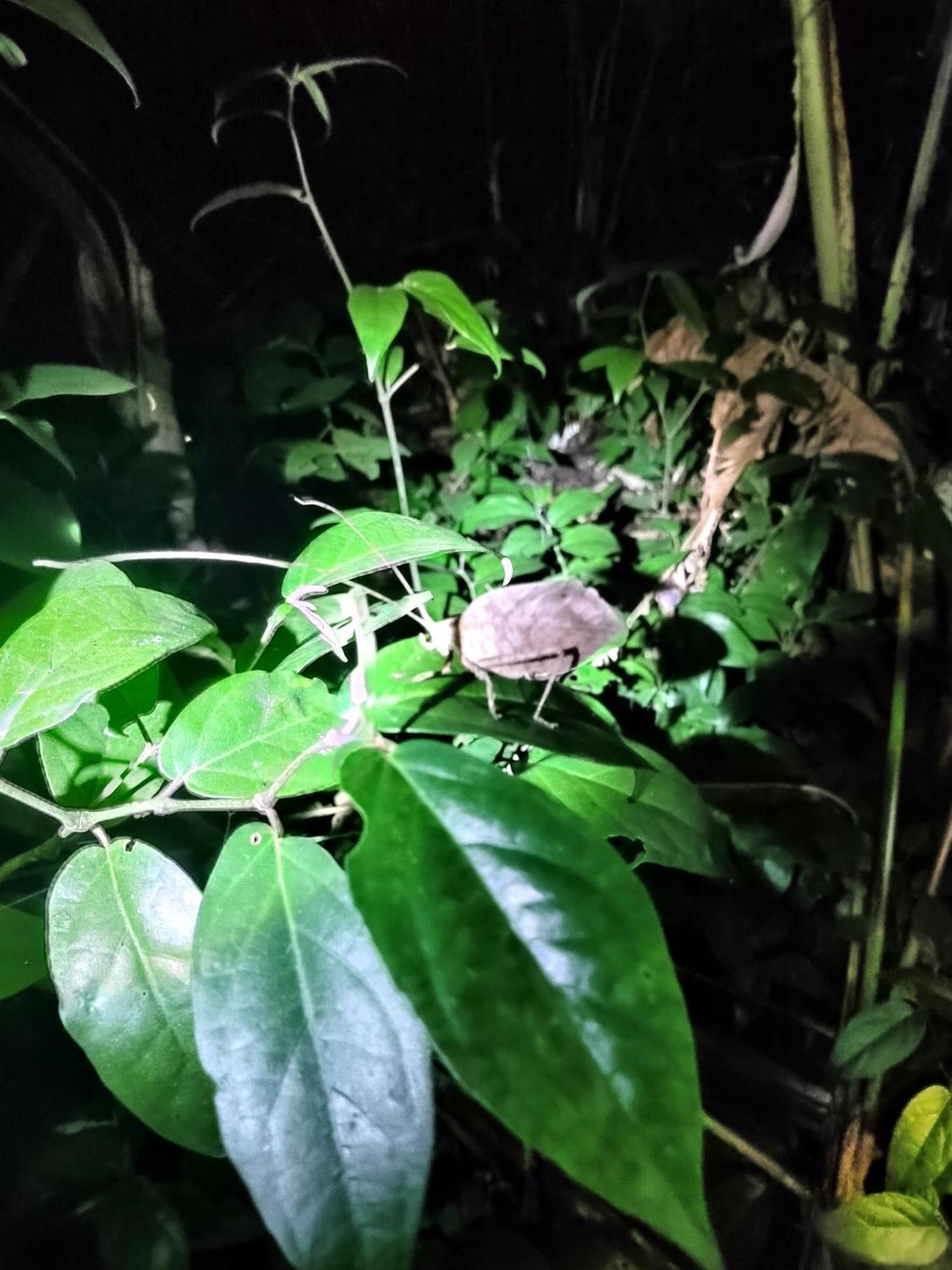 Cabinas Agamy Tortuguero Kültér fotó