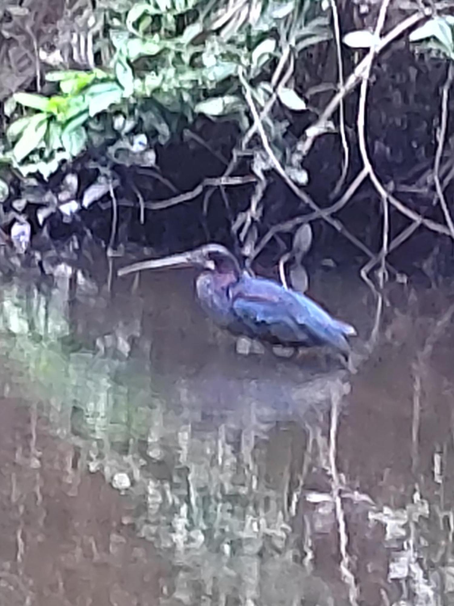 Cabinas Agamy Tortuguero Kültér fotó