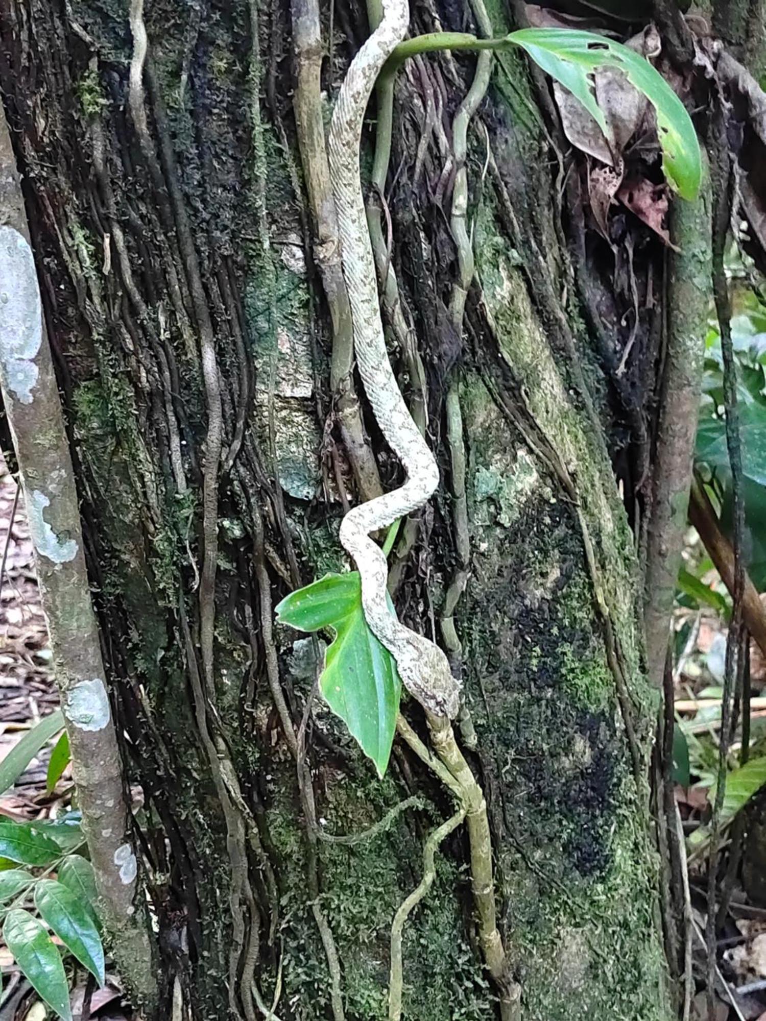 Cabinas Agamy Tortuguero Kültér fotó