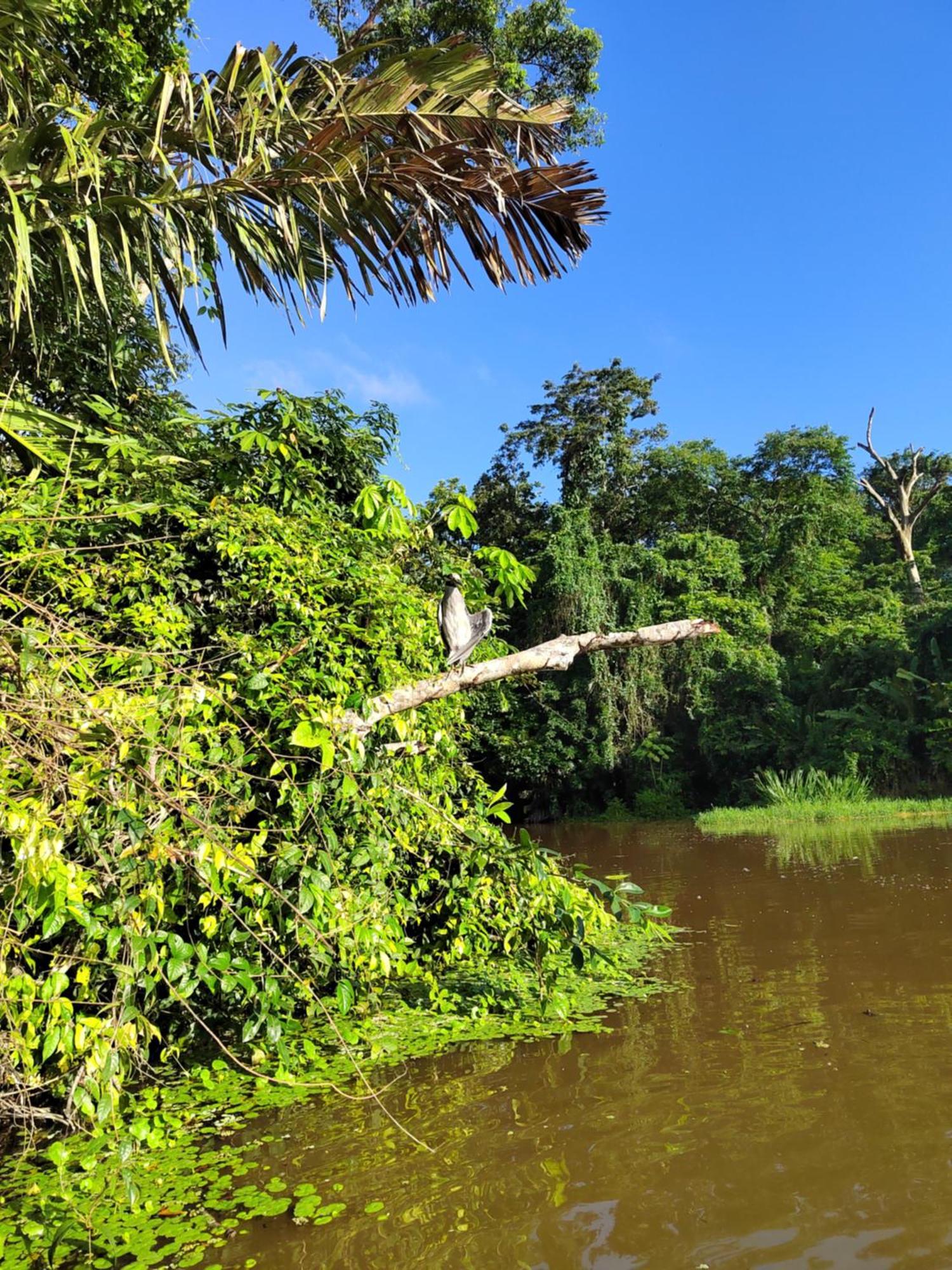 Cabinas Agamy Tortuguero Kültér fotó