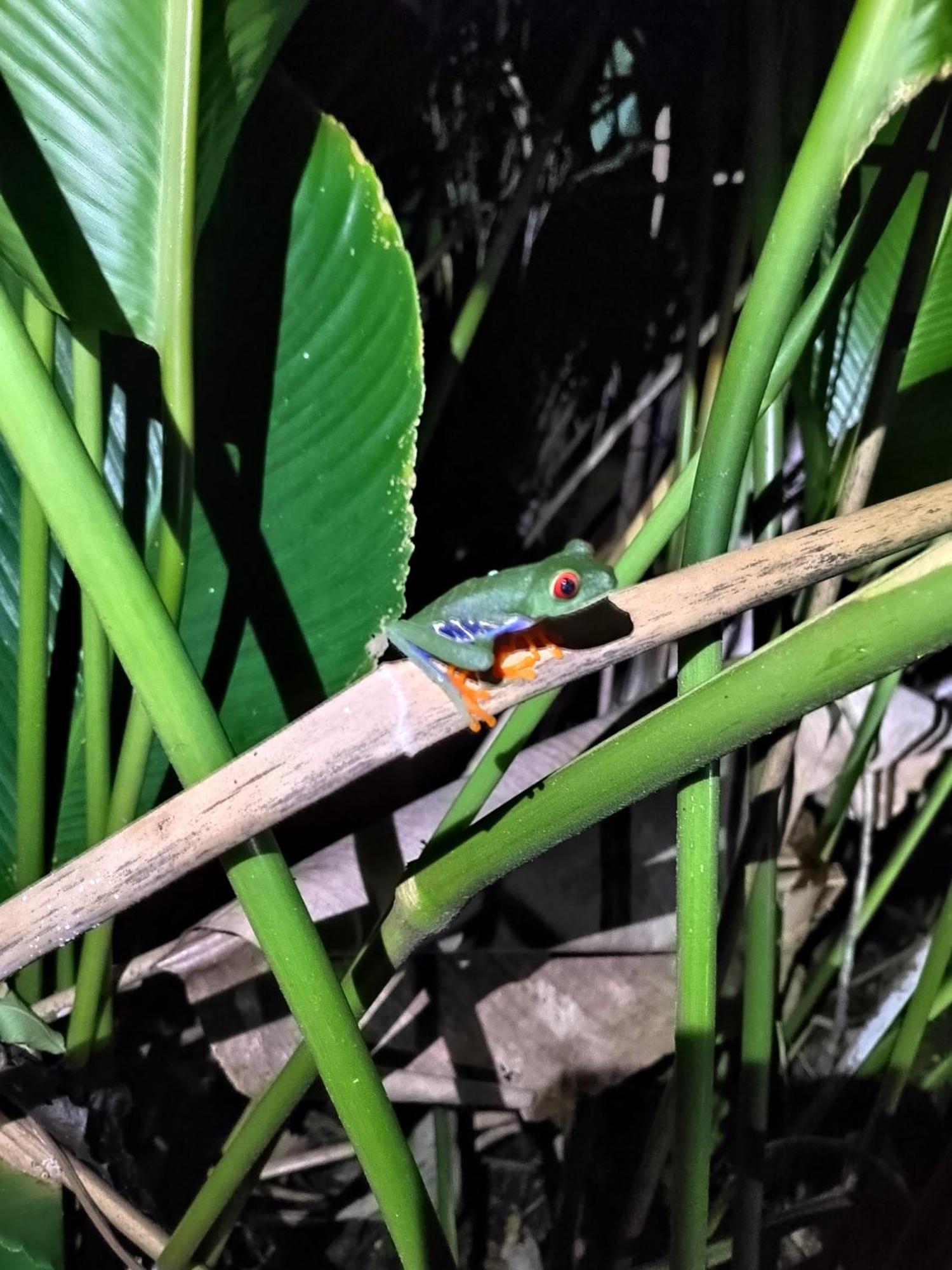Cabinas Agamy Tortuguero Kültér fotó