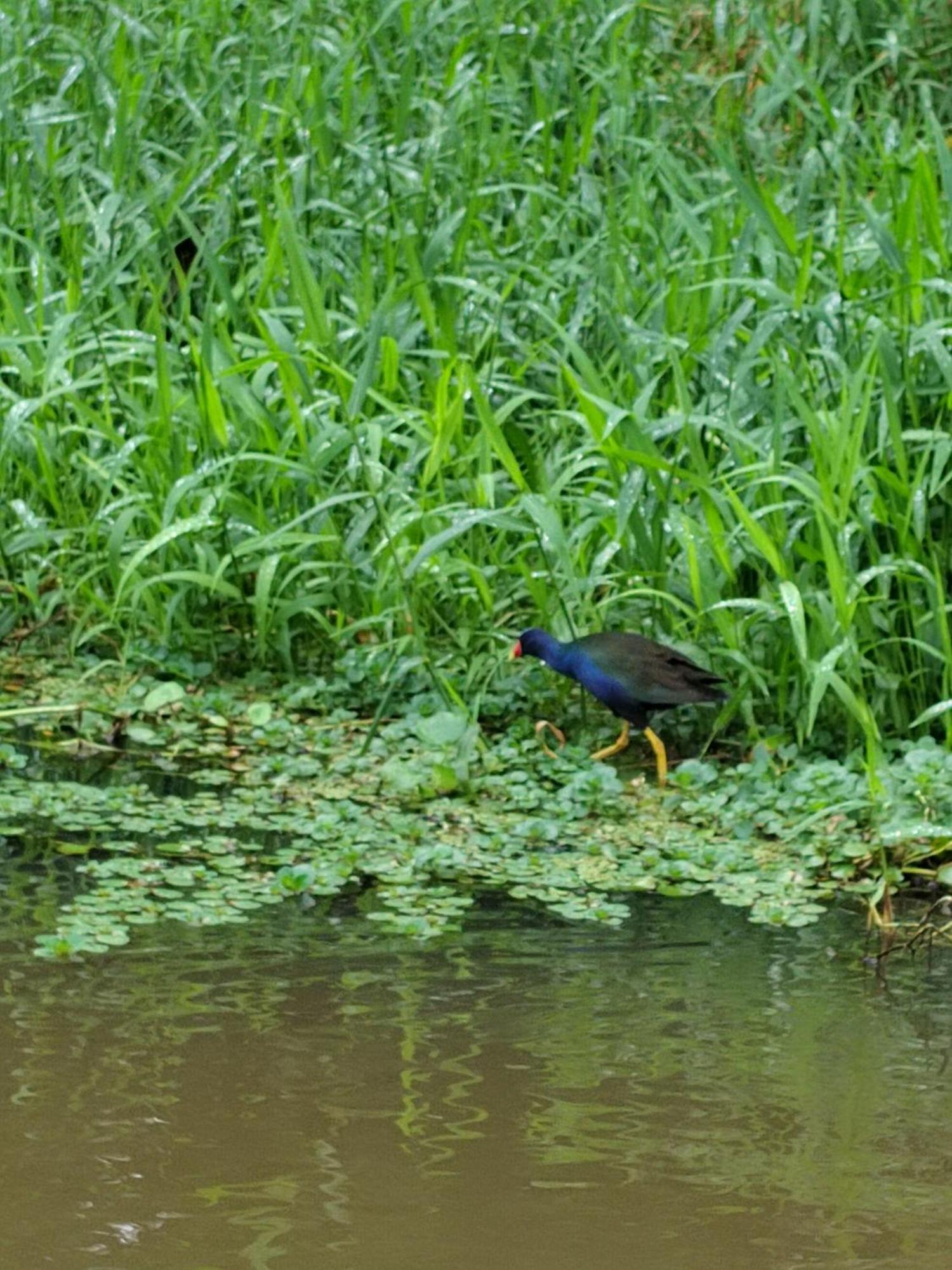 Cabinas Agamy Tortuguero Kültér fotó