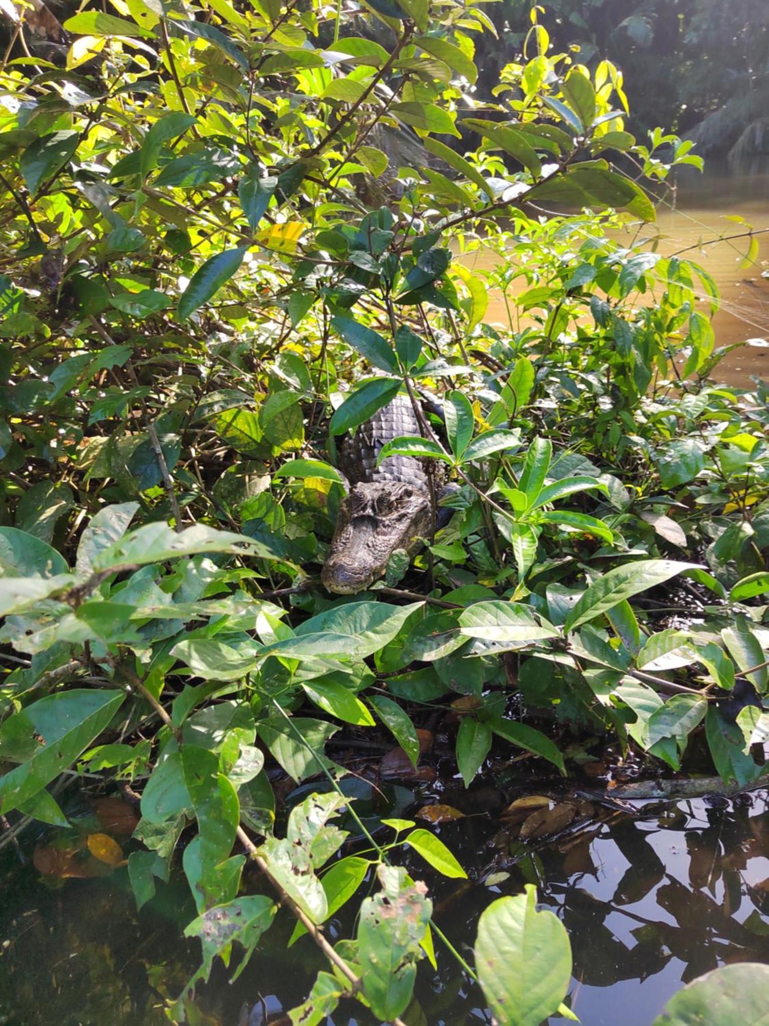 Cabinas Agamy Tortuguero Kültér fotó