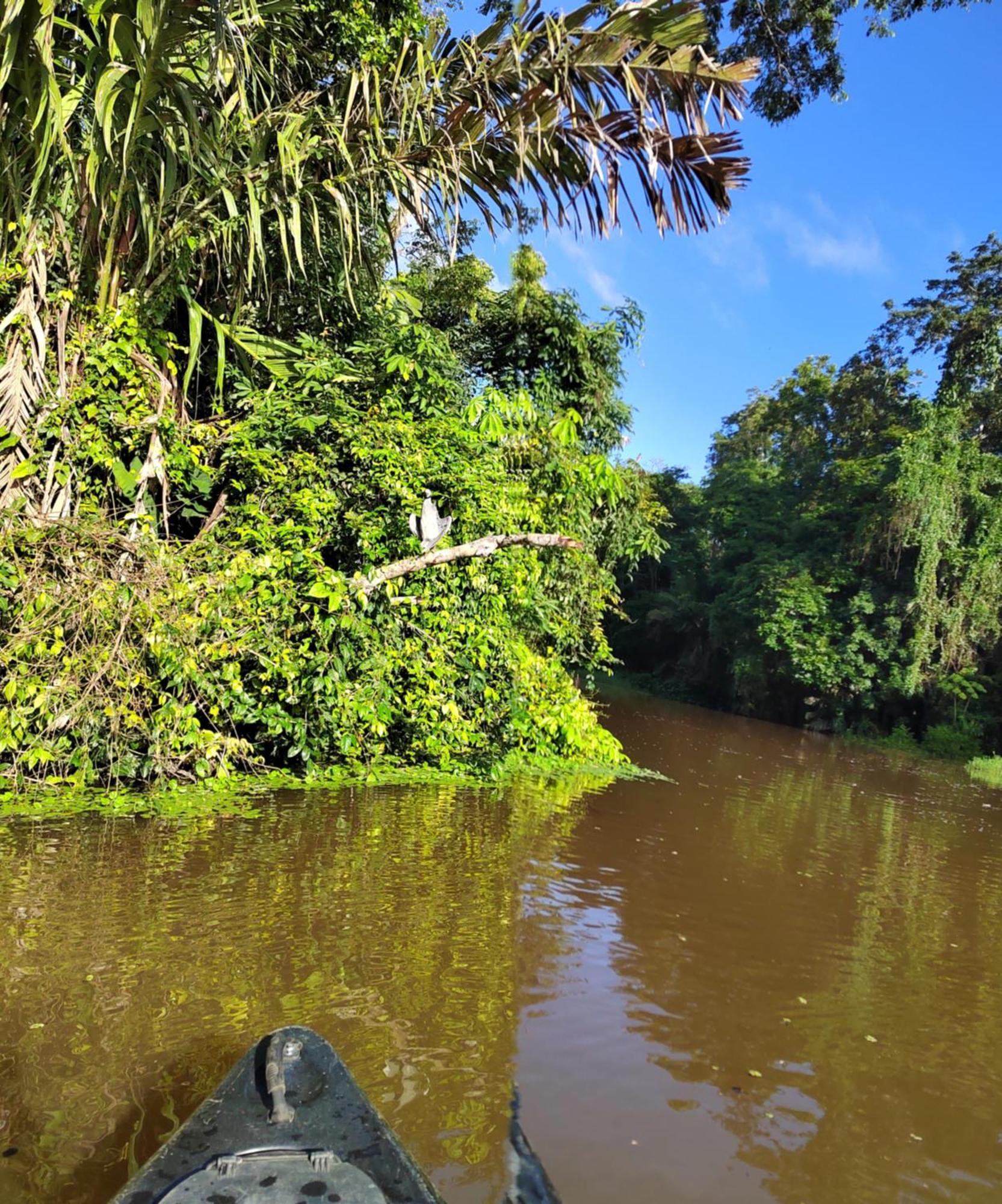 Cabinas Agamy Tortuguero Kültér fotó