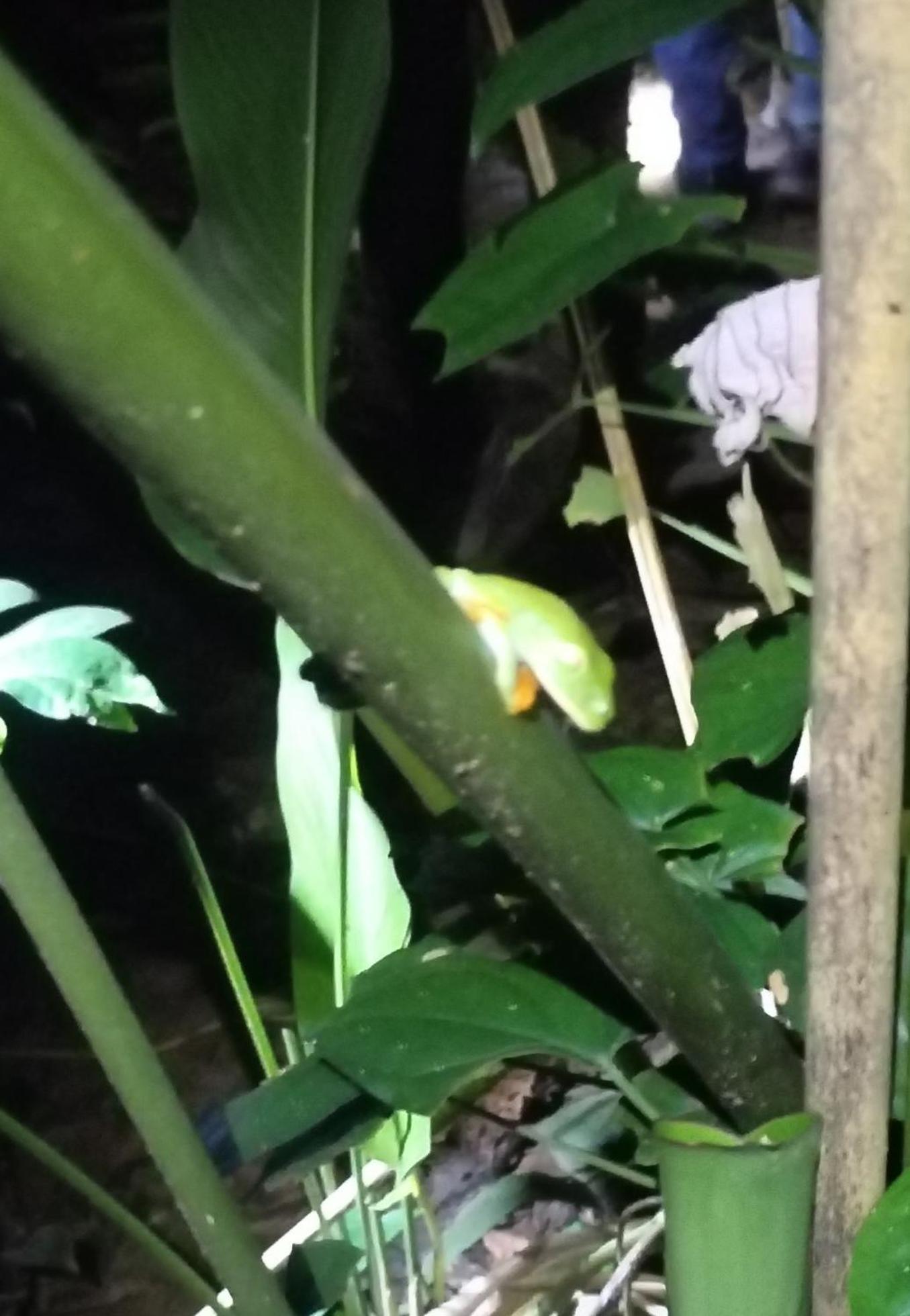 Cabinas Agamy Tortuguero Kültér fotó