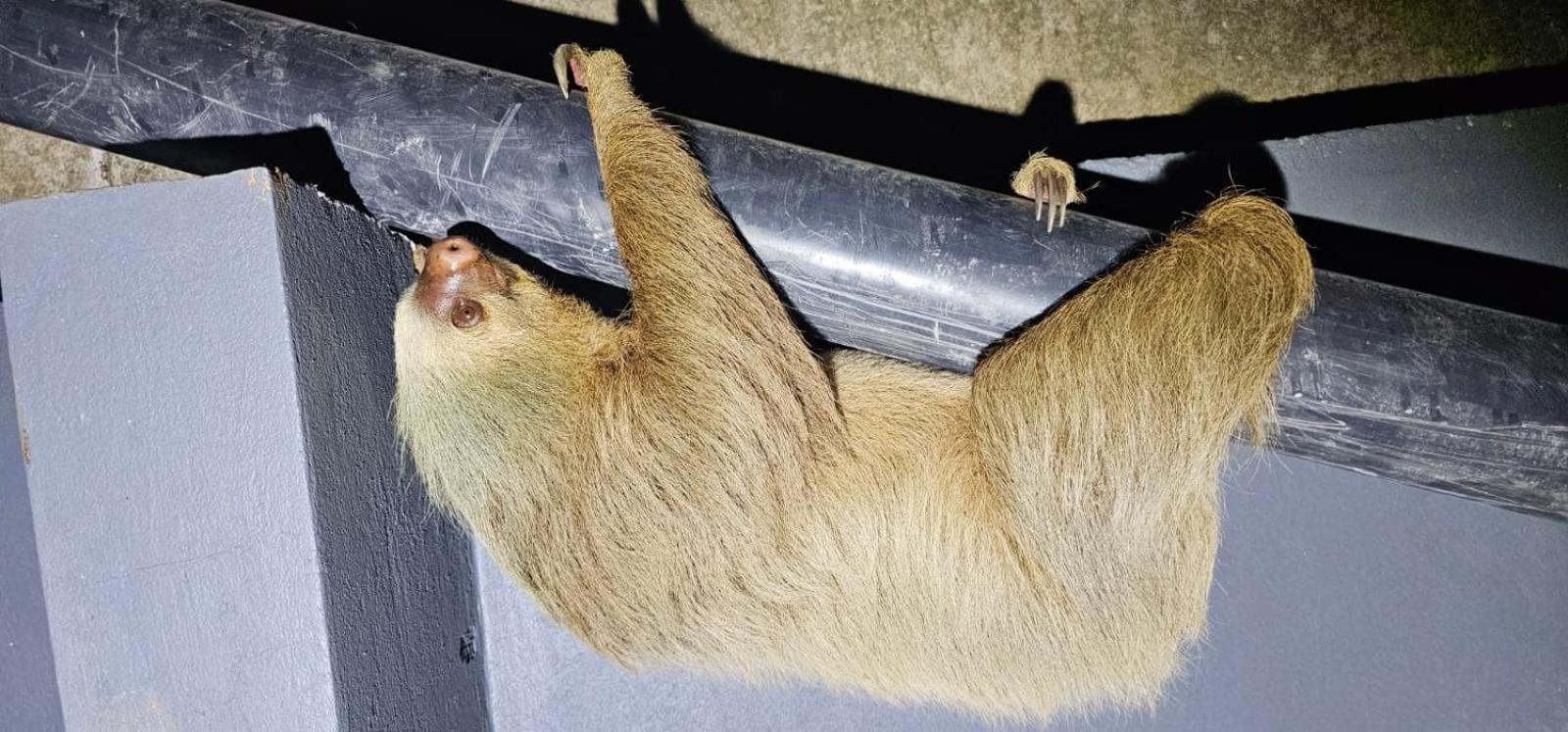 Cabinas Agamy Tortuguero Kültér fotó