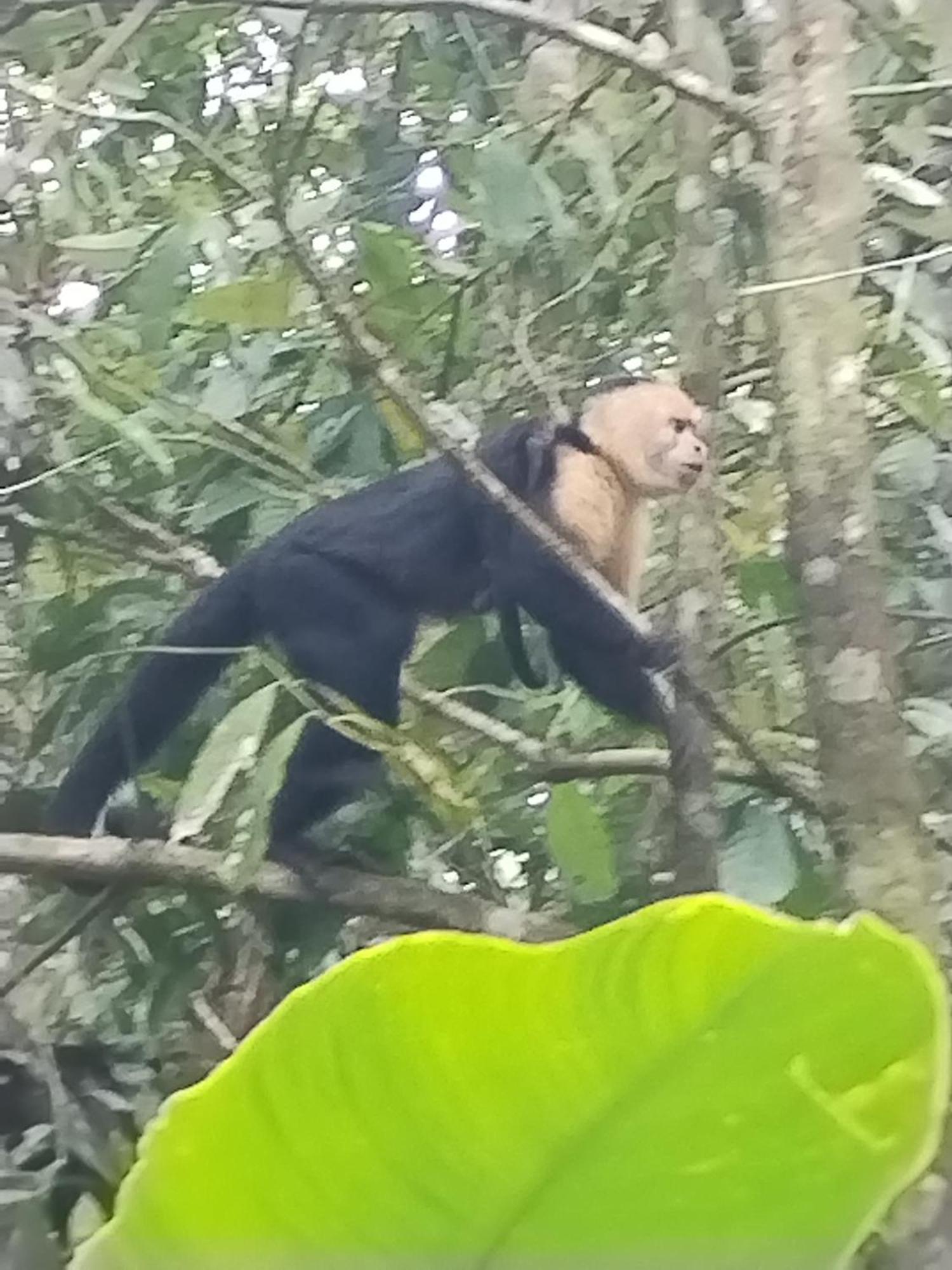 Cabinas Agamy Tortuguero Kültér fotó